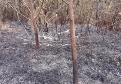 Pastikan Tidak Ada Kebakaran Susulan, BPBD Wonosobo Pantau Gunung Sumbing